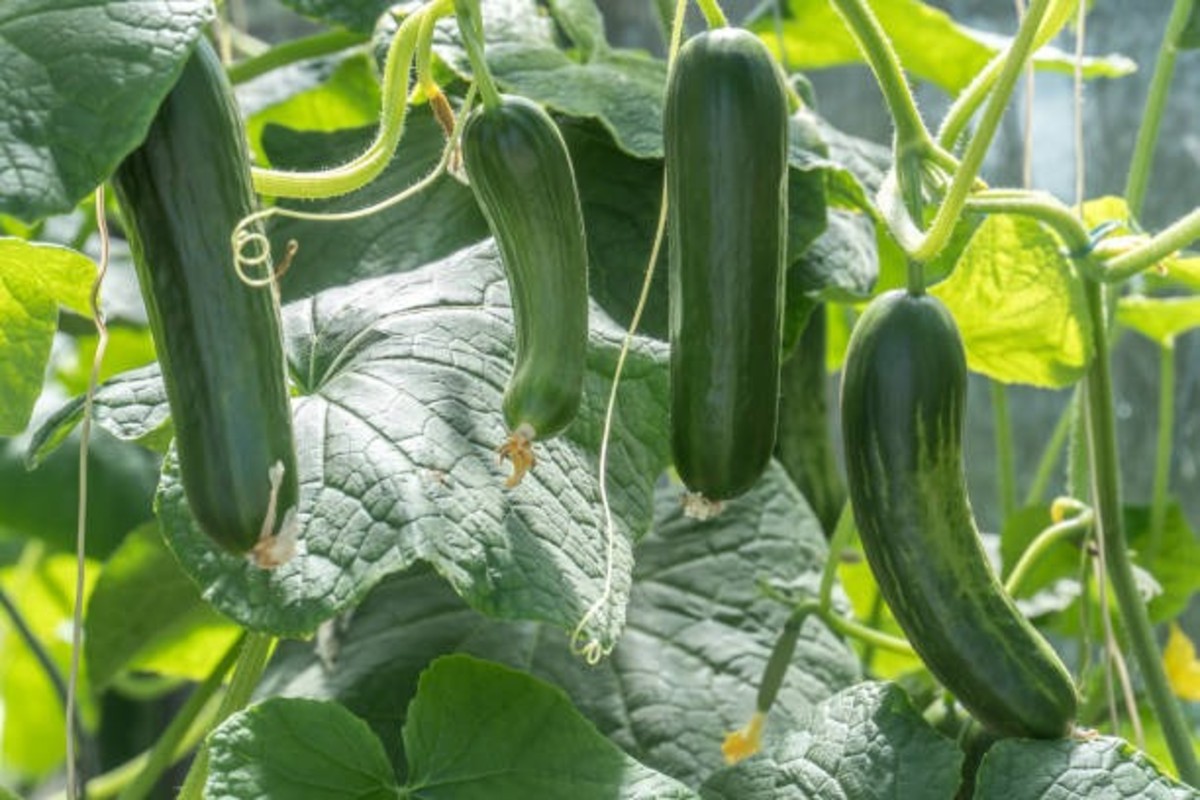 Cucumber Farming Tips