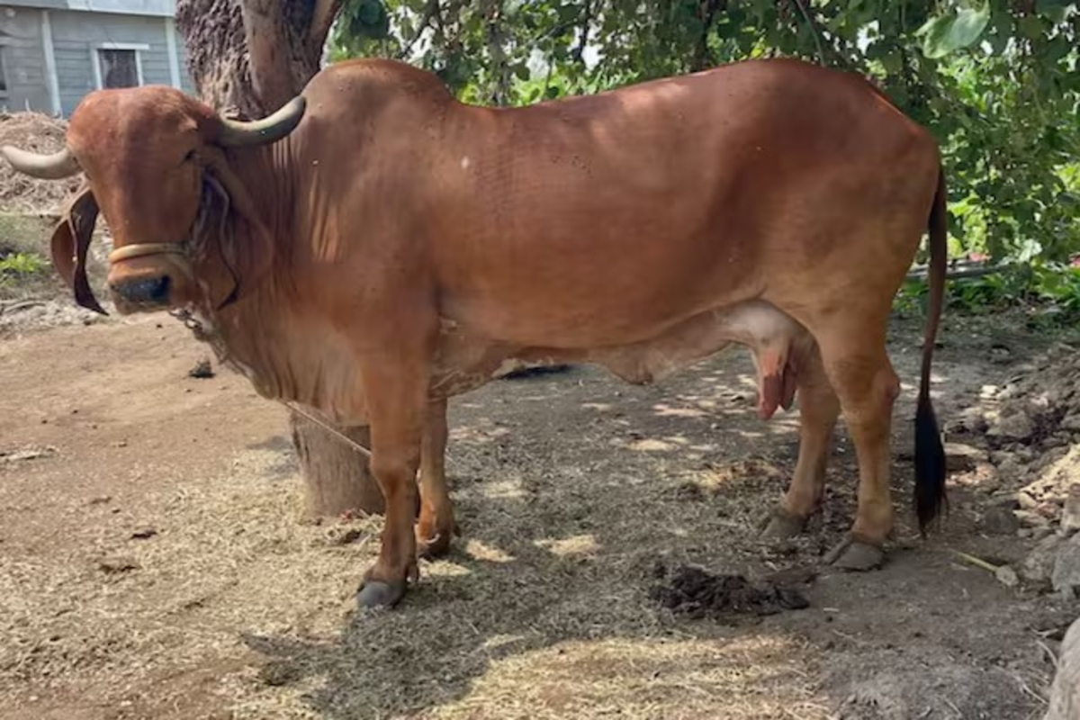 Dairy Farming Success Story