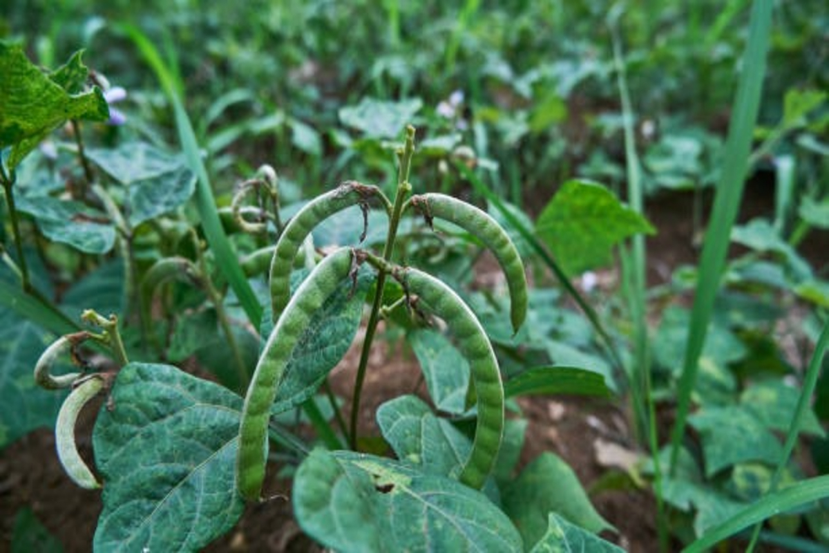 Desi Lobia Farming Profit