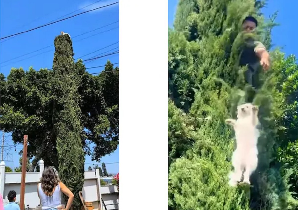 Dog Rescued From Tree