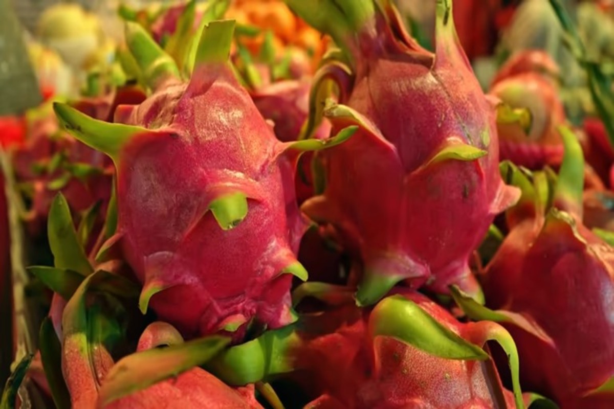 Dragon Fruit Diseases And Treatments