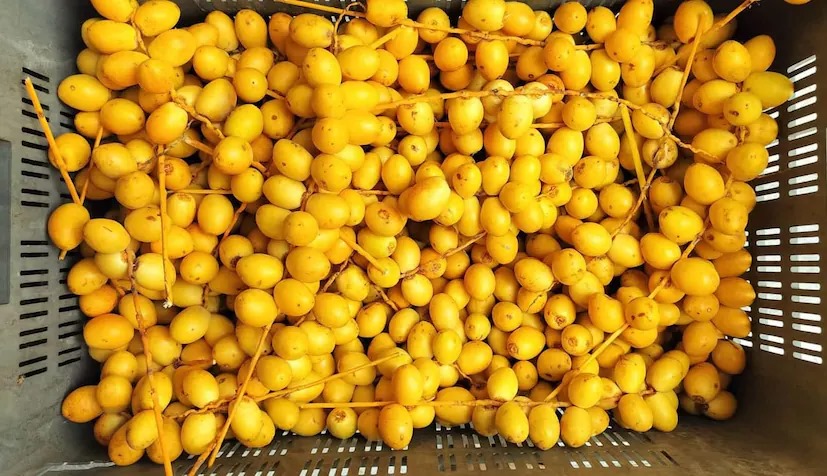 Fresh Dates In Amreli
