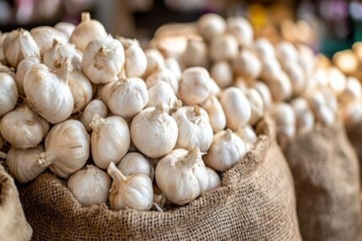 Garlic Farming In Kashmir