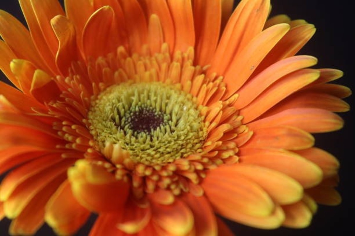 Gerbera Flower Cultivation