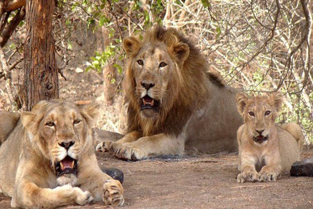 Gir Forest Closure