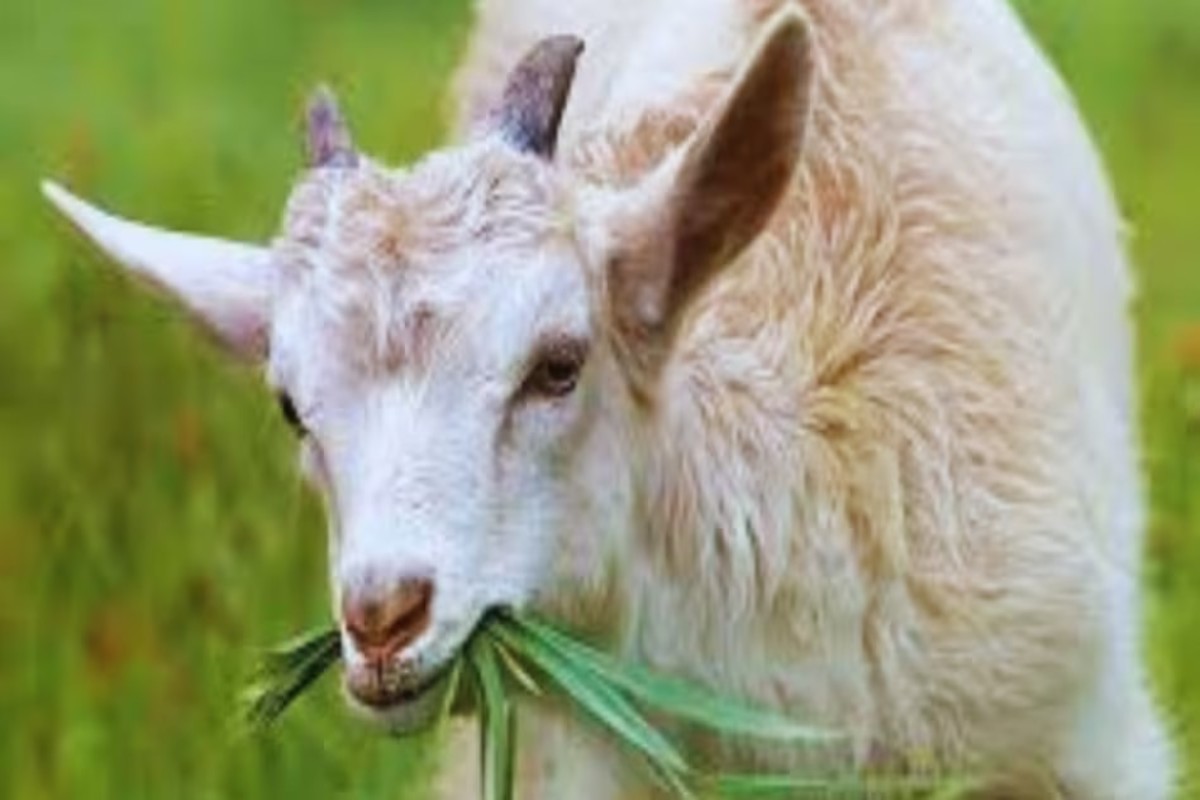 Goat Pregnancy Problem And Treatment