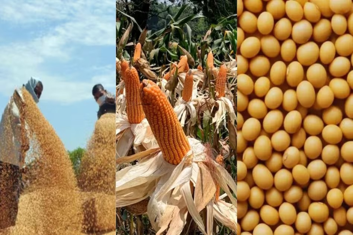 Grains And Oilseed Trade