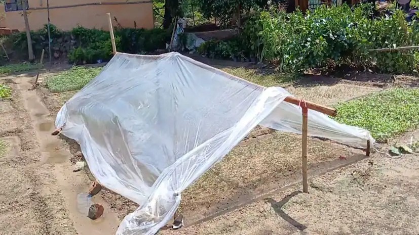 Greenhouse Technique