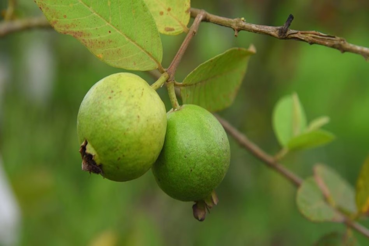 Guava Cultivation
