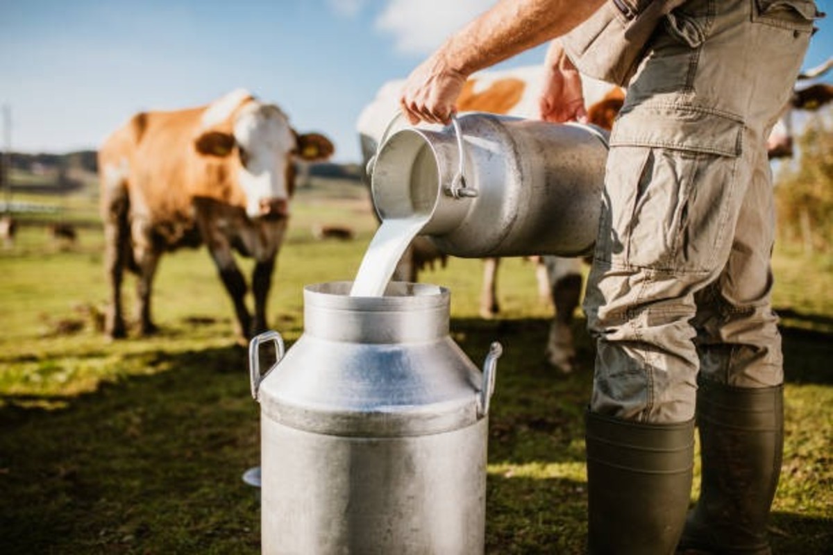 Gujarat Dairy Infrastructure Scheme
