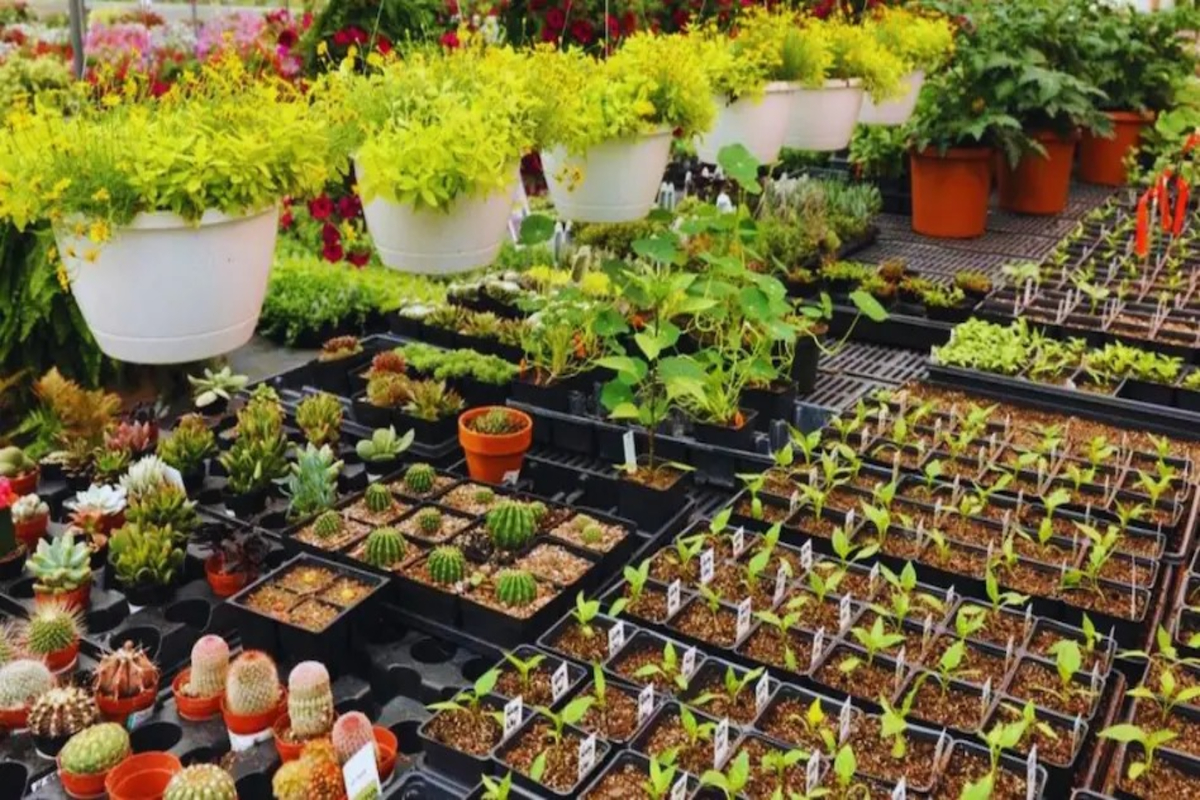 Healthy Plants From Nursery