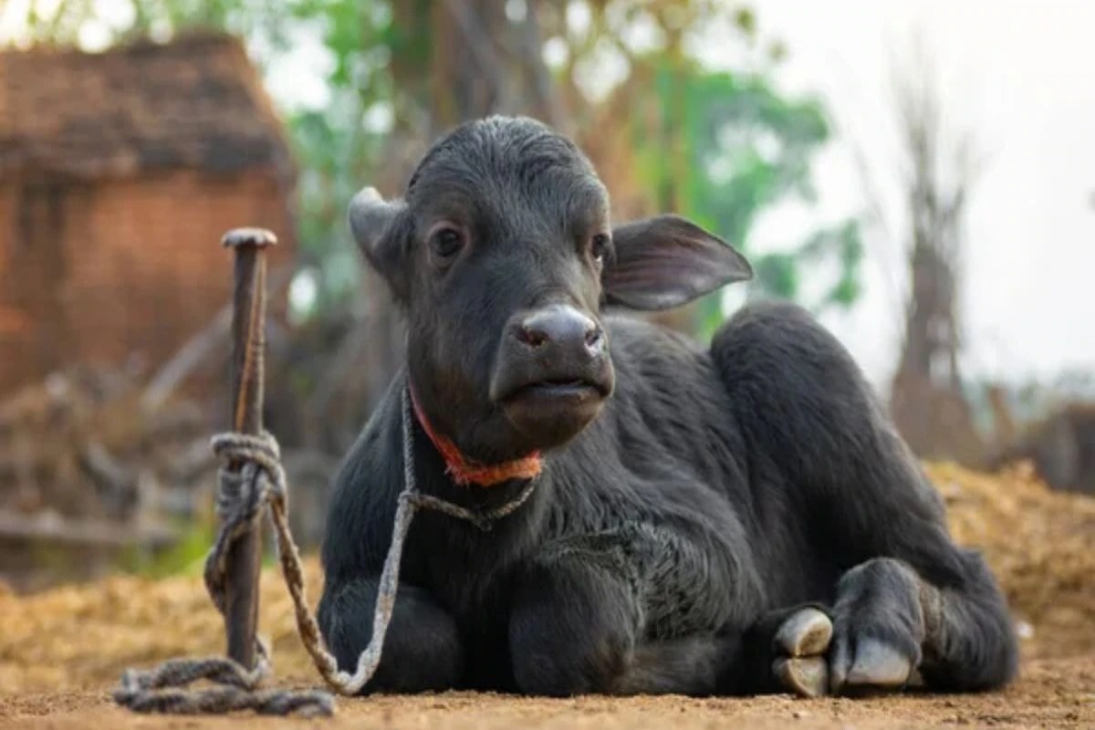 Healthy Calf Care After Birth