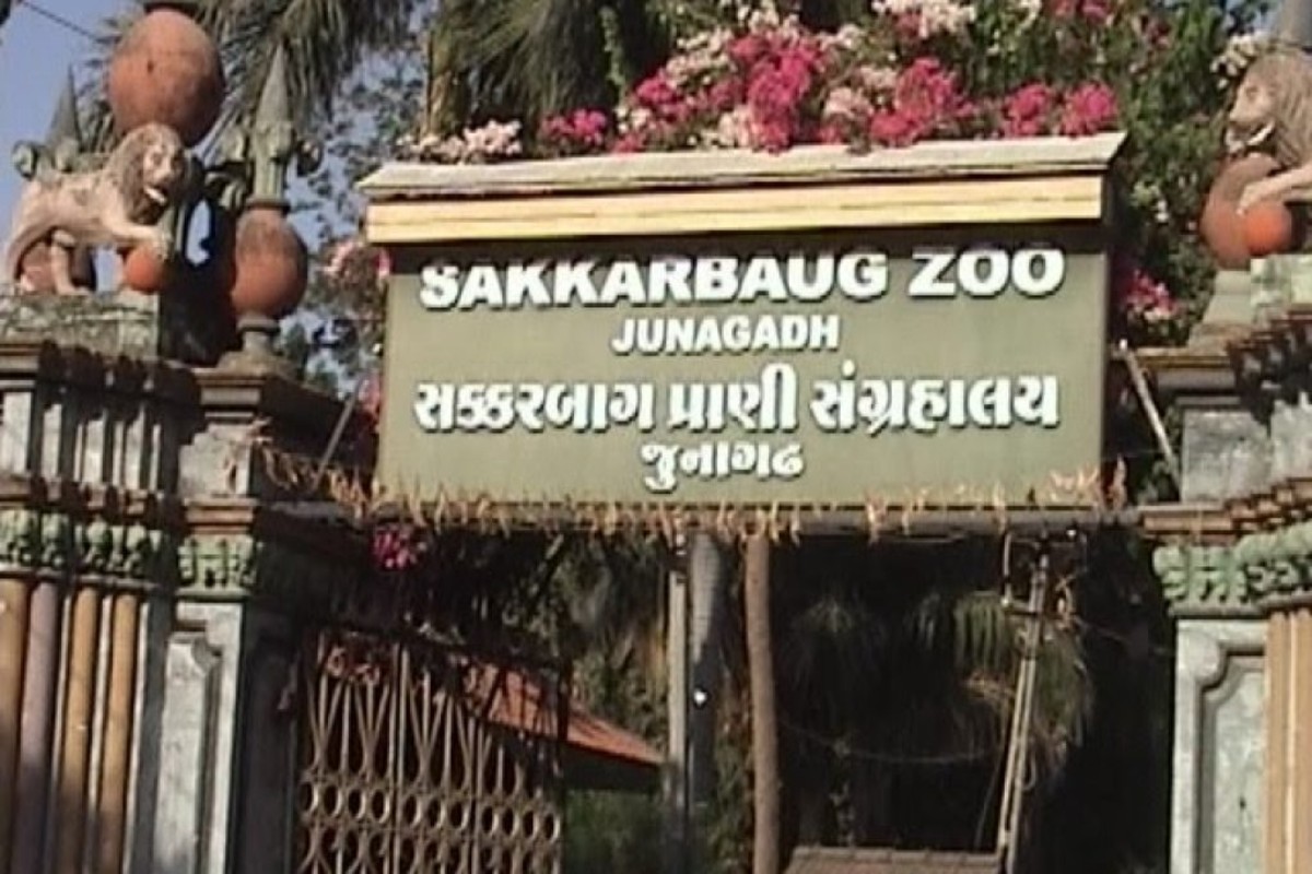 Indian Grey Wolf Conservation