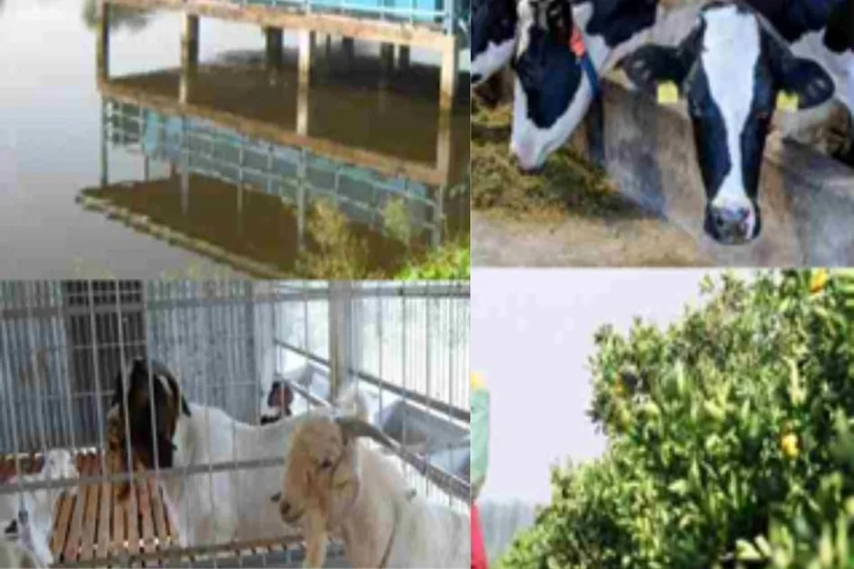 Integrated Farming System