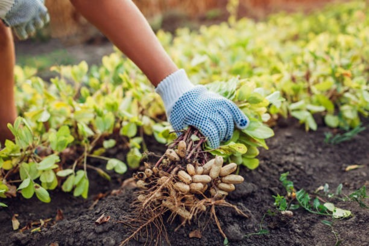 Intercropping Farming Techniques