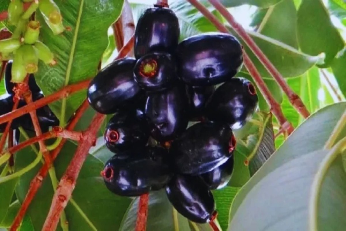 Jamun Cultivation