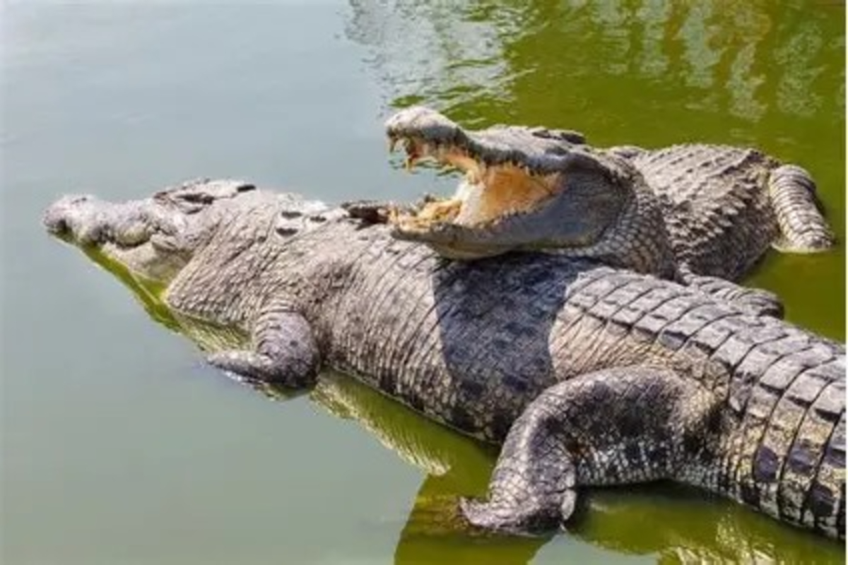Kamleshwar Dam Crocodile Habitat