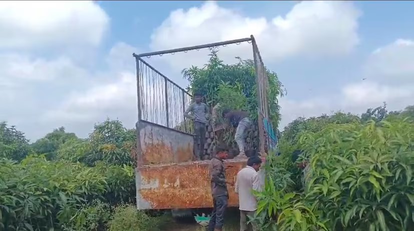 Kesar Mango Grafting