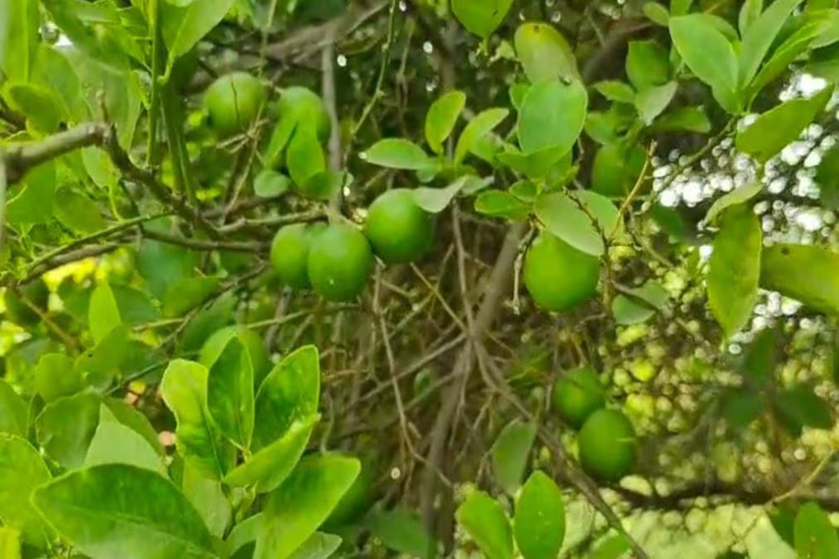 Lemon Farming Profit In Gujarat