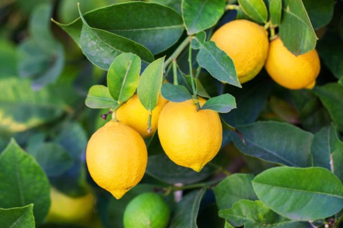 Lemon Farming Profit In Gujarat
