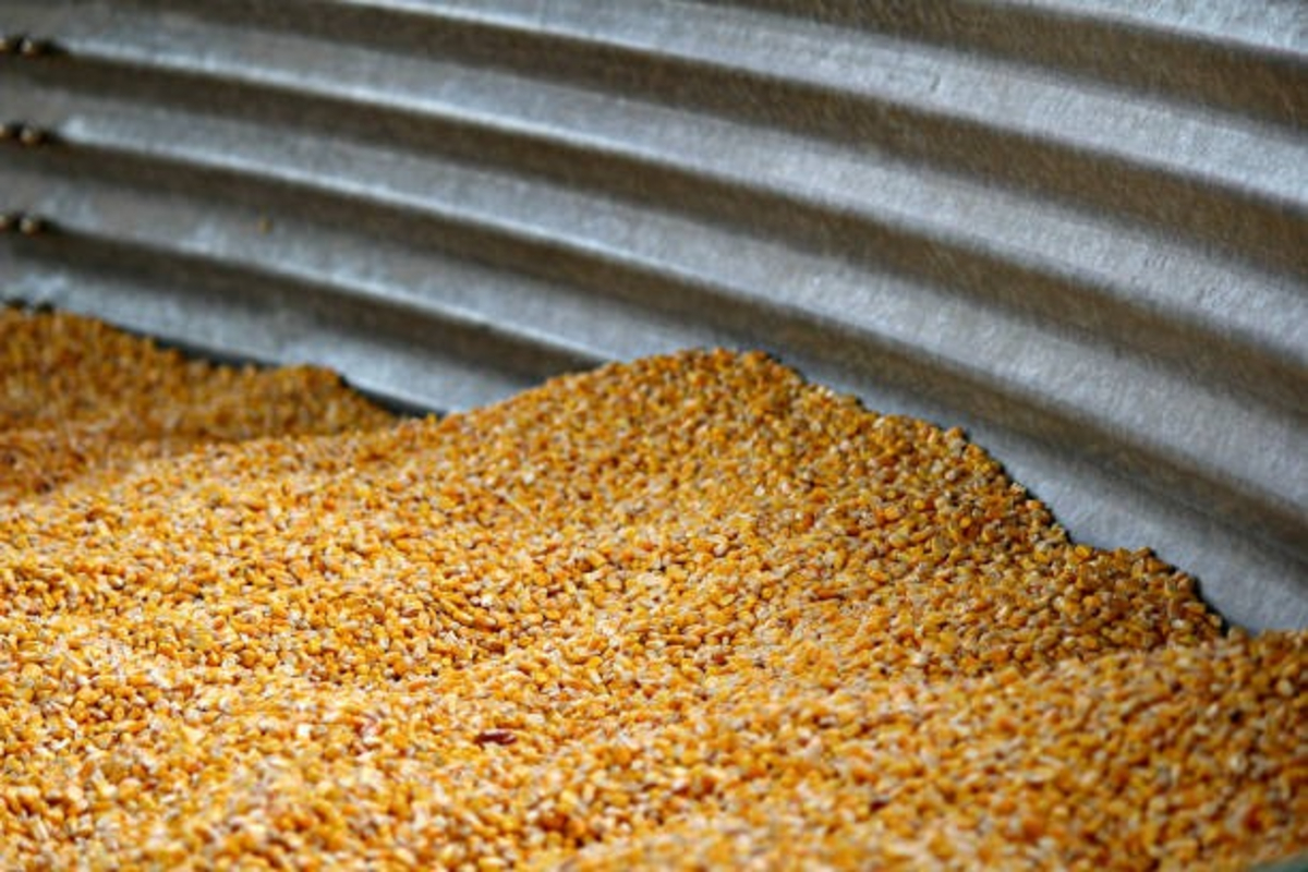 Maize Fodder Seeds