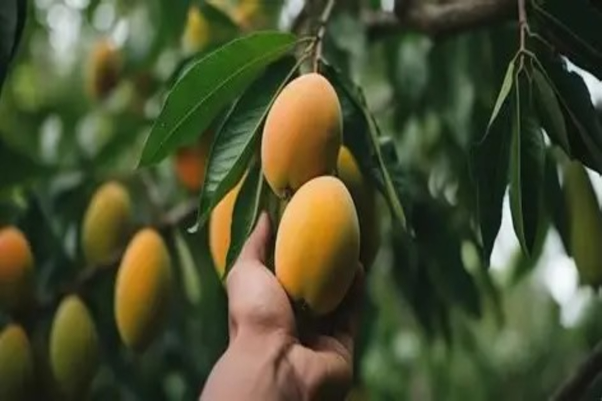 Mango Farming Tips