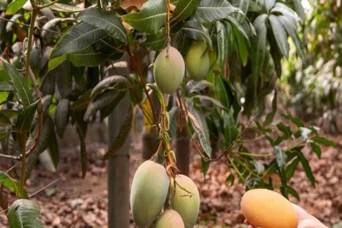 Mango Gi Tag India