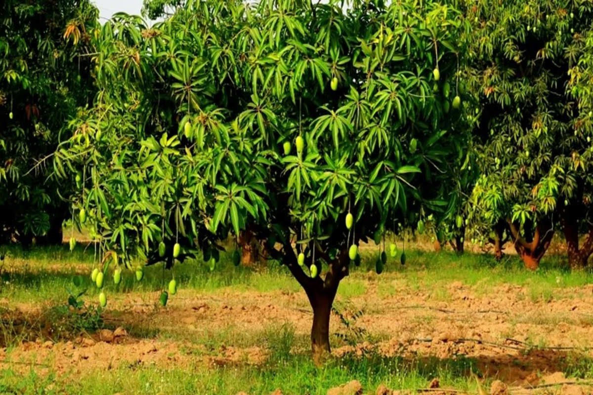 Mango Plantation Tips