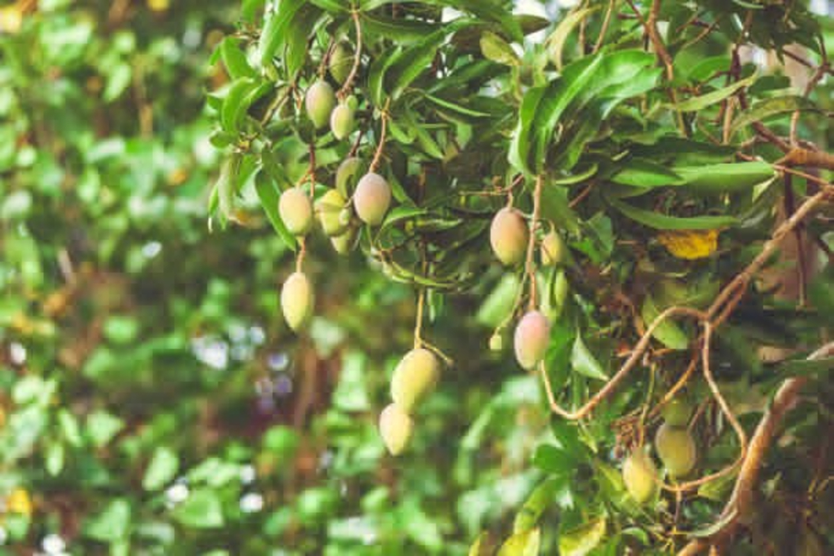 Mango Tree Pest Control