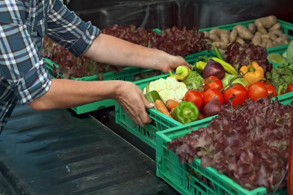 Modern Vegetable Farming