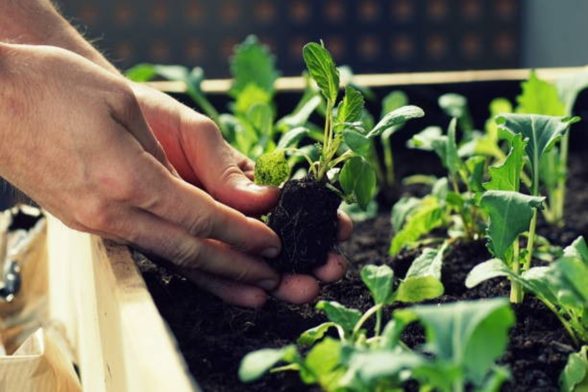 Monsoon Gardening Tips