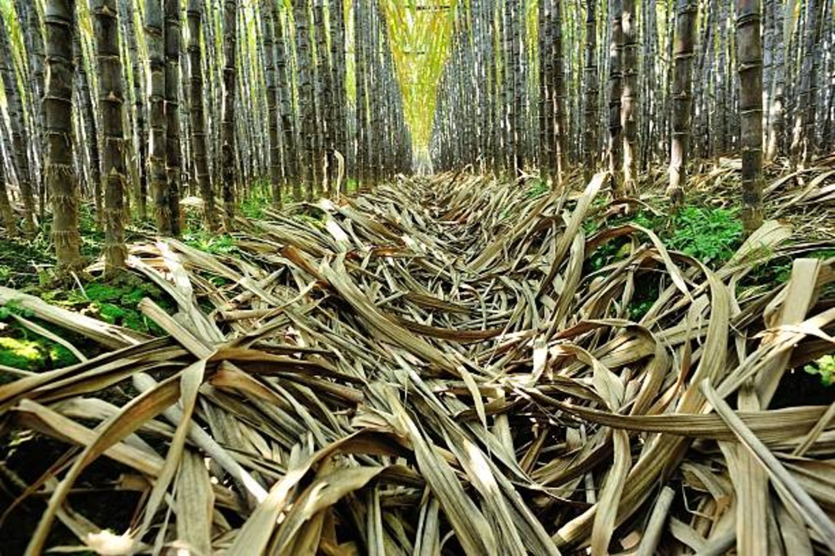 Mulching With Sugarcane Leaves