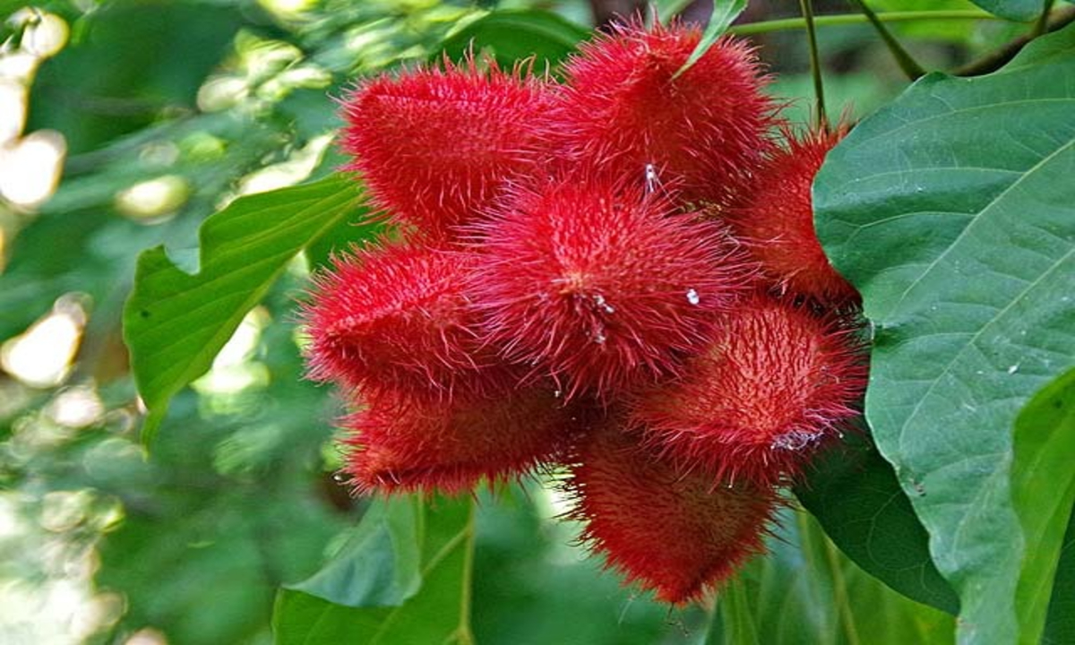 Natural Sindoor Cultivation