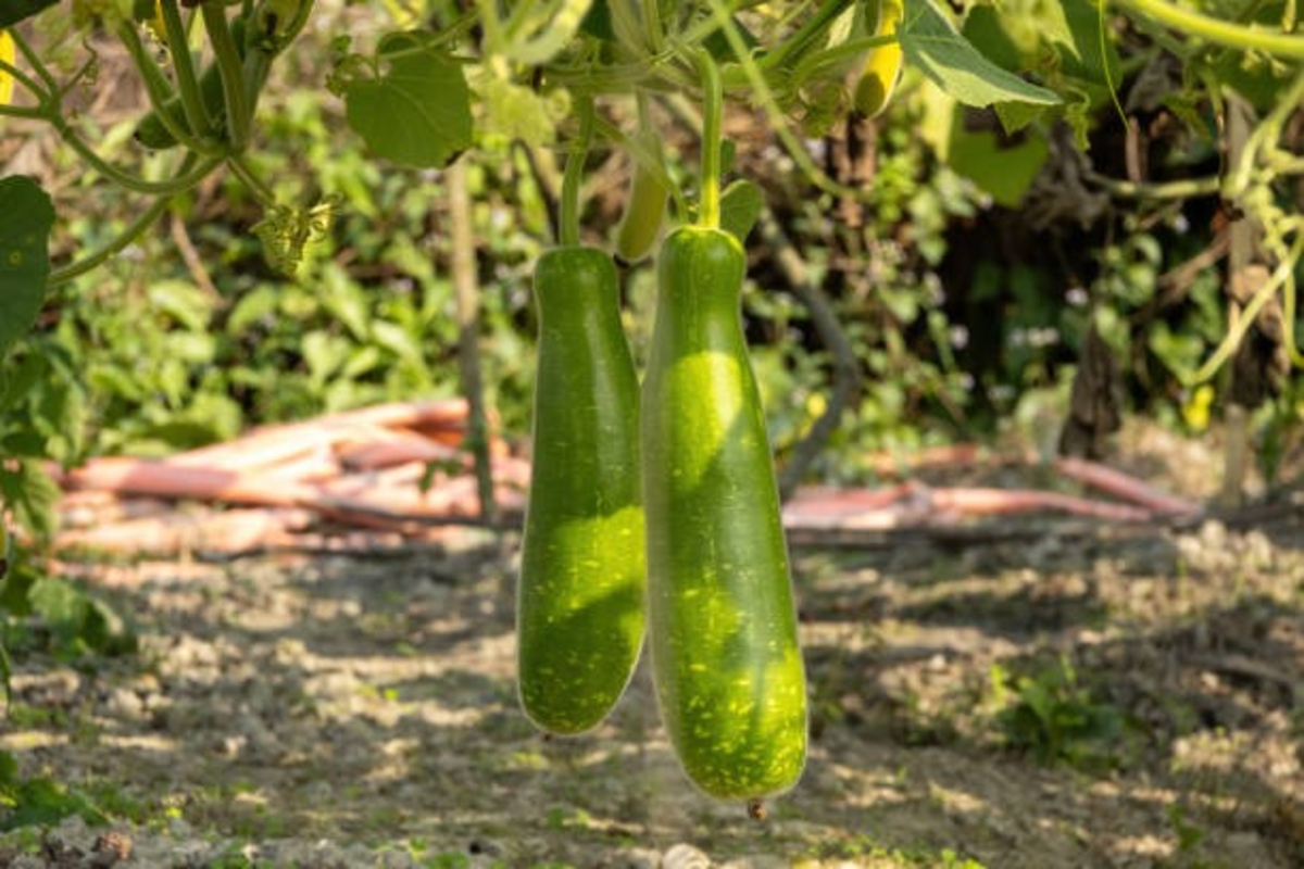 Natural Tips To Increase Bottle Gourd Yield