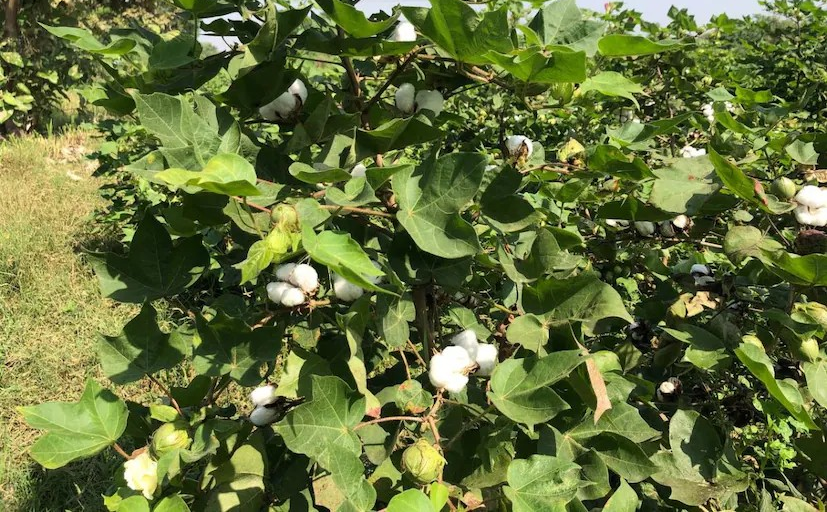 Organic Cotton Farming