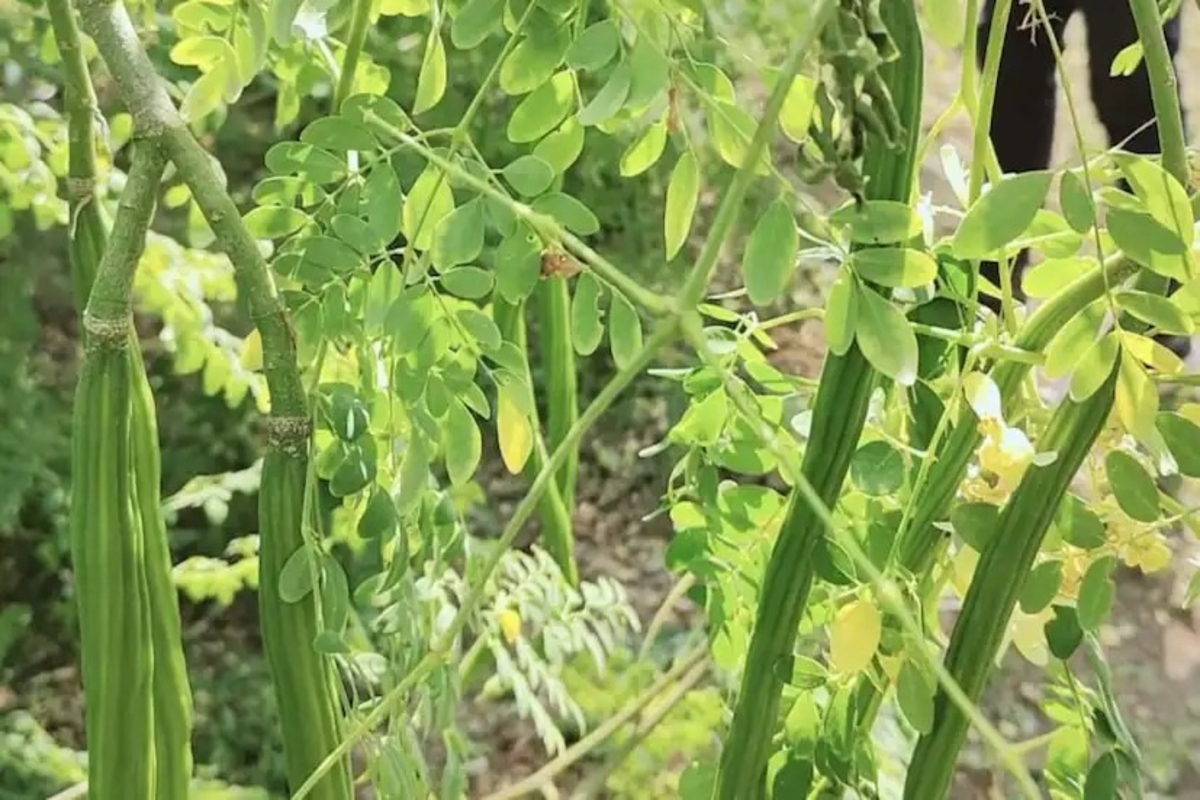 Organic Drumstick Farming