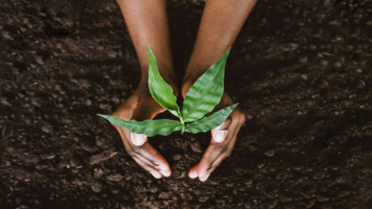 Organic seed protection