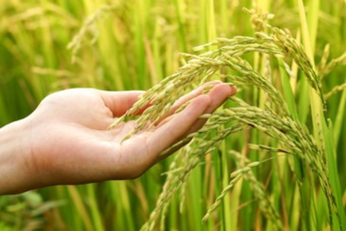 Paddy Nursery Preparation