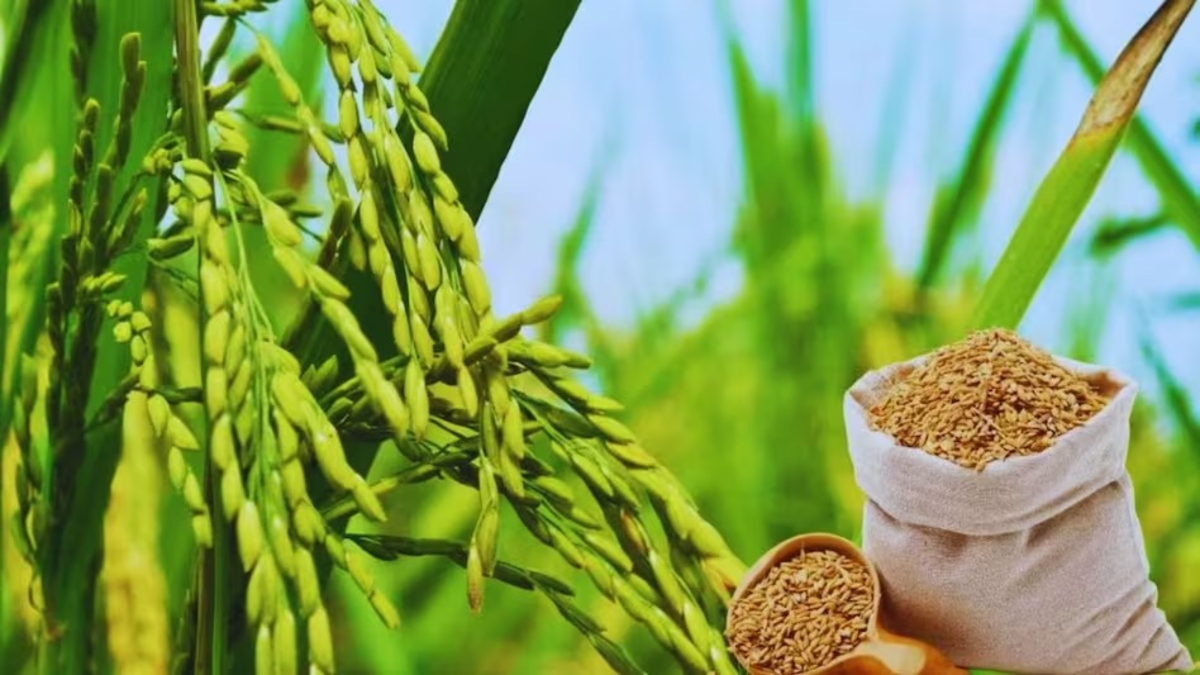 Paddy Transplanting Machine