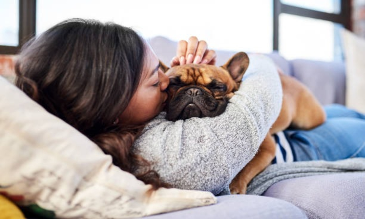 Pet Dog Registration Fee Hike