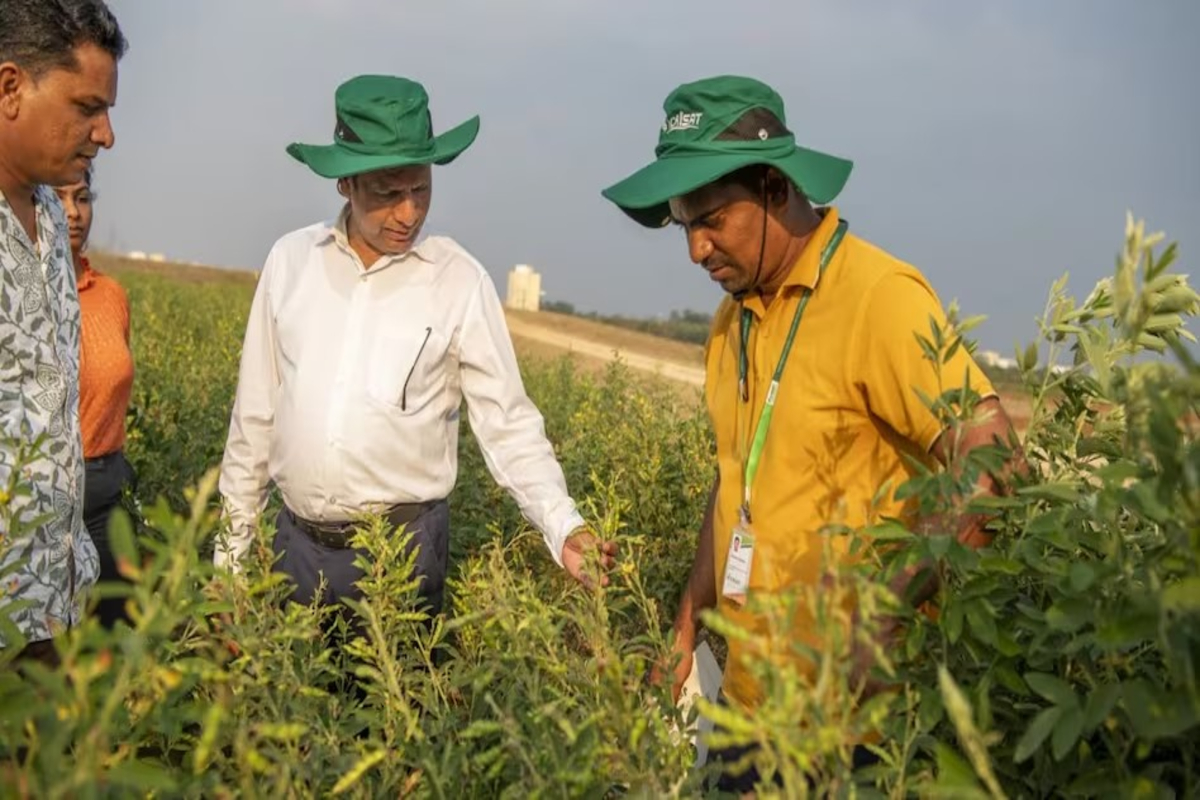 Pigeon Pea New Variety Icpv 25444