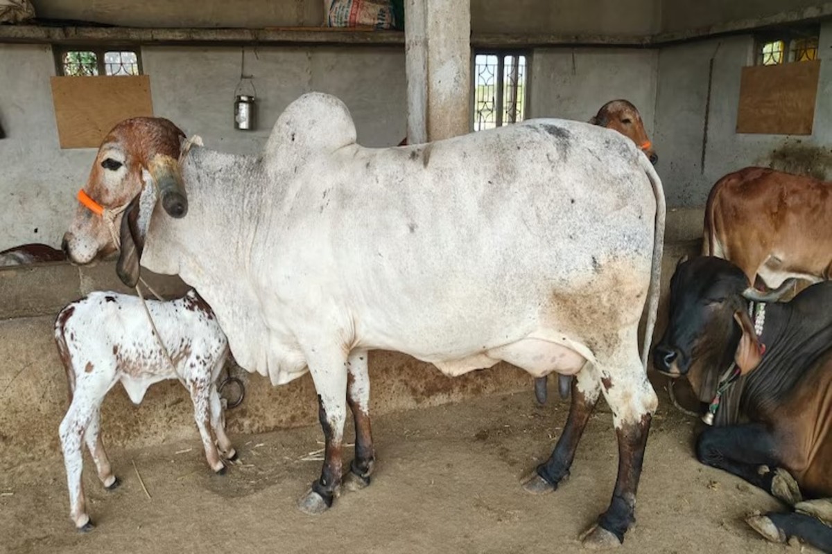Pregnancy Detection Kit For Cattle