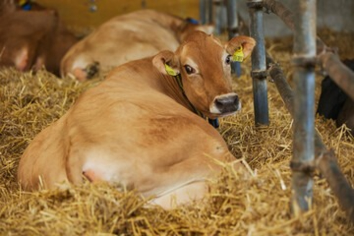 Pregnant Animal Care