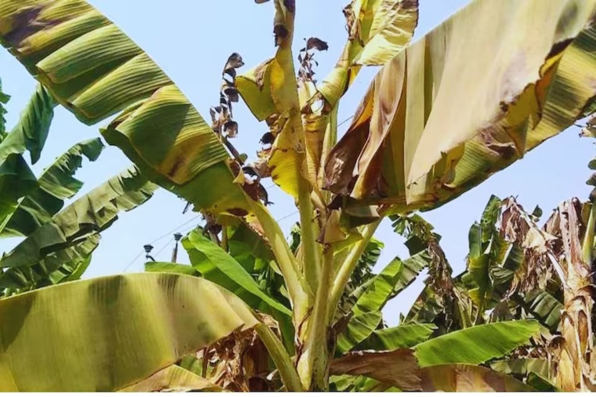 Protect Banana Crop From Heatwave
