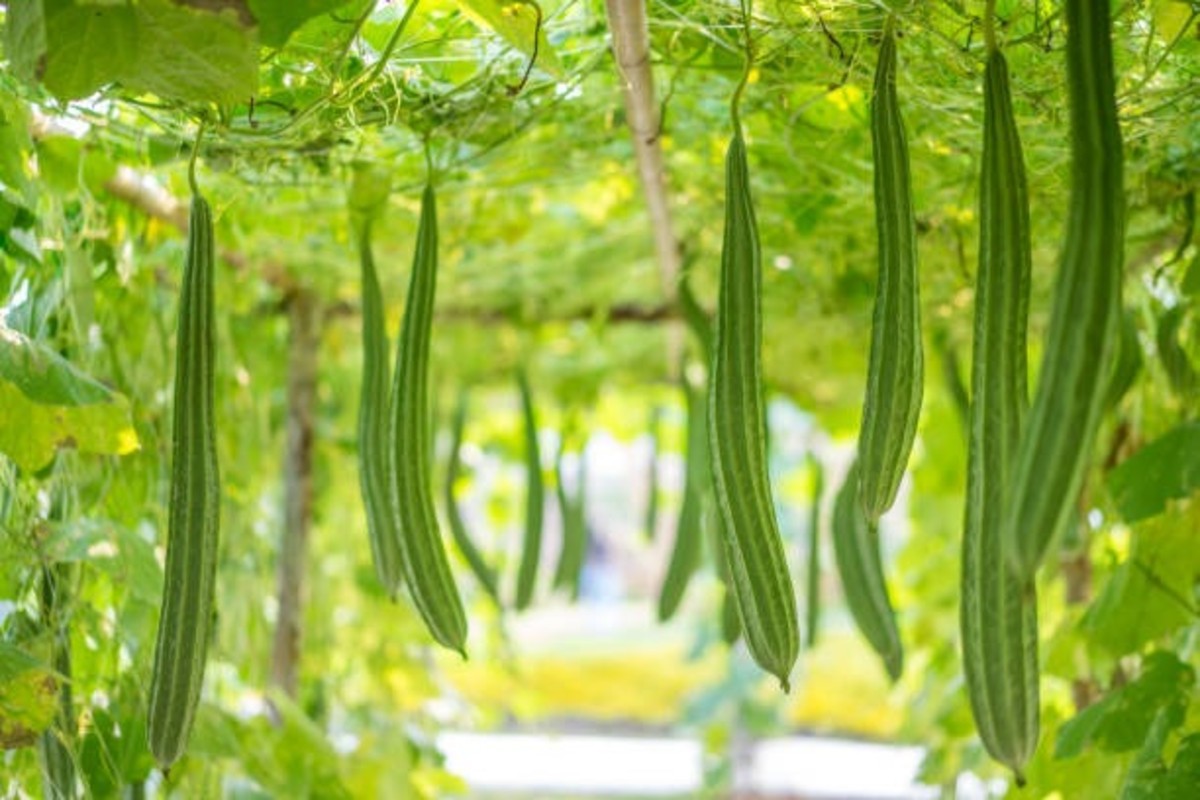 Ridge Gourd Cultivation