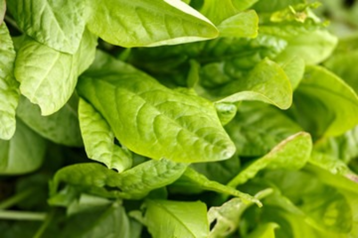 Sour Spinach Farming