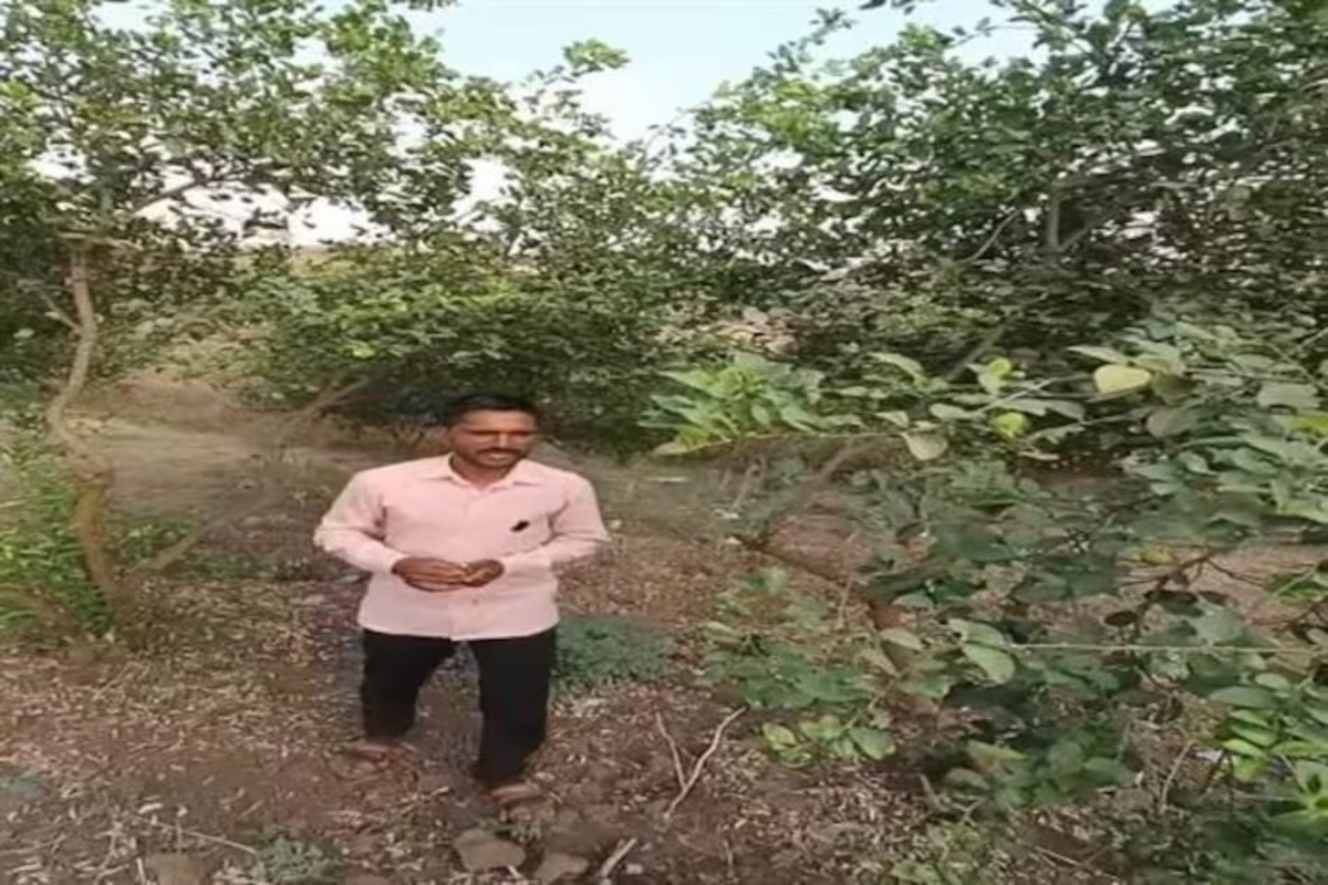 Successful Lemon Cultivation In Dry Soil