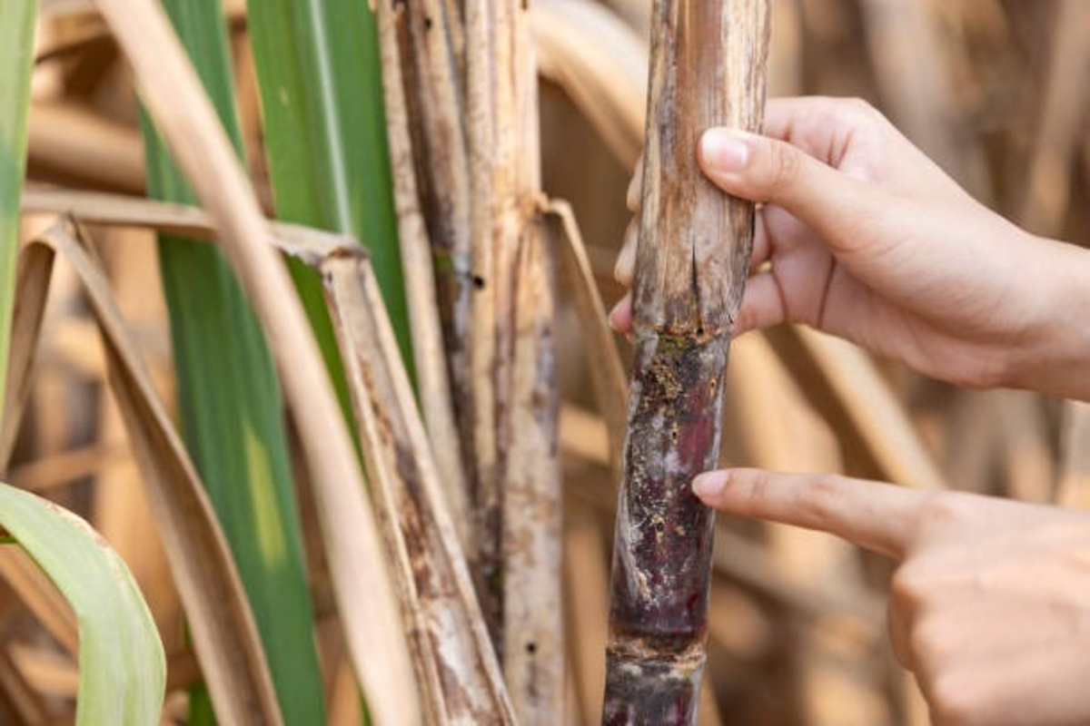 Sugarcane Cancer
