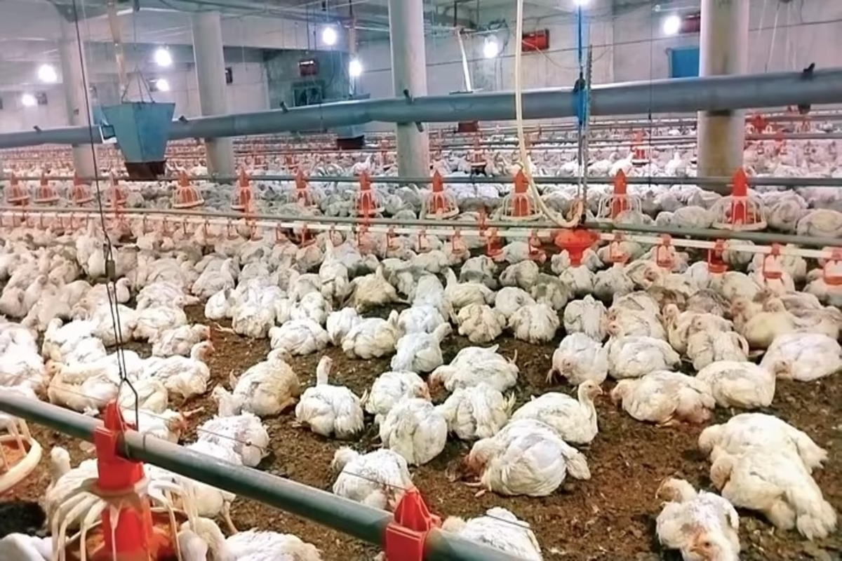 Summer Poultry Farming Tips