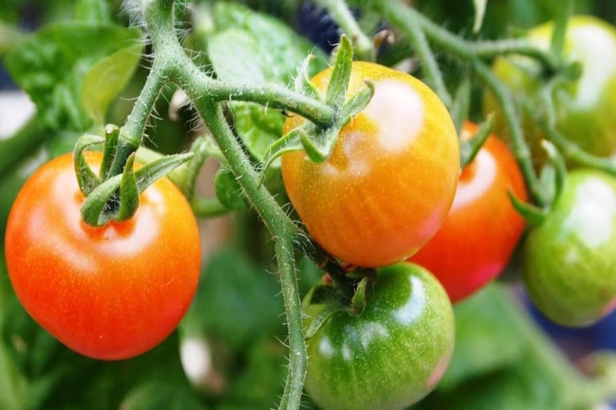 Tomato Care In Monsoon